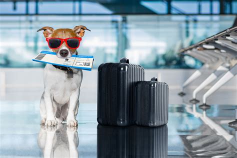 Volaris' Pet Travel Restrictions: What You Need to Know